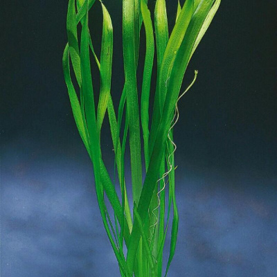 Валлиснерия Прямая, шт